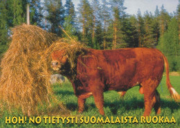 VACA Animales Vintage Tarjeta Postal CPSM #PBR815.A - Cows