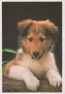 HUND Tier Vintage Ansichtskarte Postkarte CPSM #PBQ502.A - Hunde