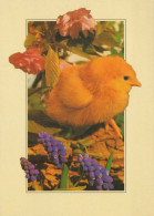 PÂQUES POULET ŒUF Vintage Carte Postale CPSM #PBP015.A - Ostern