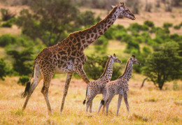 GIRAFFE Animale Vintage Cartolina CPSM #PBS952.A - Giraffe