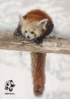 FOX Animals Vintage Postcard CPSM #PBS820.A - Autres & Non Classés