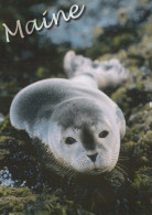 SEAL Animals Vintage Postcard CPSM #PBS675.A - Autres & Non Classés
