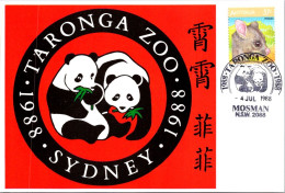 7-5-2024 (4 Z 30) Australia -  Sydney Taronga Zoo Panda Bears - 1988 - Beren