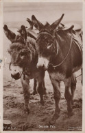 ESEL Tiere Vintage Antik Alt CPA Ansichtskarte Postkarte #PAA287.DE - Donkeys