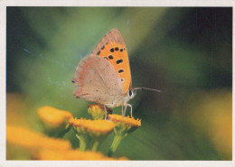 SCHMETTERLINGE Tier Vintage Ansichtskarte Postkarte CPSM #PBS446.DE - Butterflies