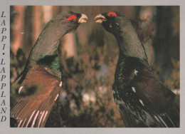 VOGEL Tier Vintage Ansichtskarte Postkarte CPSM #PBR405.DE - Pájaros