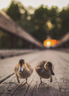 VOGEL Tier Vintage Ansichtskarte Postkarte CPSM #PBR467.DE - Pájaros