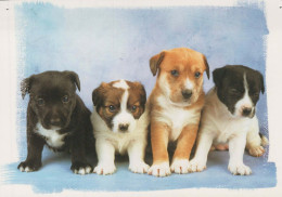 HUND Tier Vintage Ansichtskarte Postkarte CPSM #PBQ689.DE - Dogs