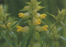 FLOWERS Vintage Ansichtskarte Postkarte CPSM #PAS491.DE - Blumen