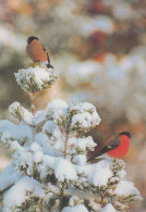 VOGEL Tier Vintage Ansichtskarte Postkarte CPSM #PAN398.DE - Pájaros