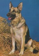 HUND Tier Vintage Ansichtskarte Postkarte CPSM #PAN788.DE - Perros