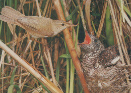 VOGEL Tier Vintage Ansichtskarte Postkarte CPSM #PAN273.DE - Vögel