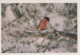 VOGEL Tier Vintage Ansichtskarte Postkarte CPSM #PAM654.DE - Vögel