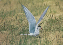 VOGEL Tier Vintage Ansichtskarte Postkarte CPSM #PAM719.DE - Vögel