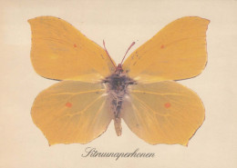 MARIPOSAS Animales Vintage Tarjeta Postal CPSM #PBS444.ES - Papillons