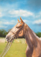CABALLO Animales Vintage Tarjeta Postal CPSM #PBR922.ES - Horses