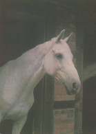 CABALLO Animales Vintage Tarjeta Postal CPSM #PBR842.ES - Caballos