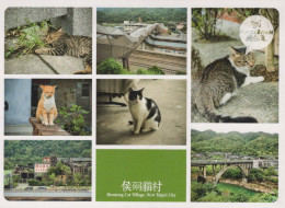 GATO GATITO Animales Vintage Tarjeta Postal CPSM #PBQ750.ES - Cats