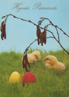 PASCUA POLLO HUEVO Vintage Tarjeta Postal CPSM #PBP205.ES - Ostern