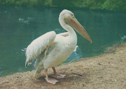 PÁJARO Animales Vintage Tarjeta Postal CPSM #PAN271.ES - Vögel