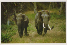 ÉLÉPHANT Animaux Vintage Carte Postale CPSM #PBS762.FR - Olifanten