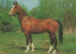 CHEVAL Animaux Vintage Carte Postale CPSM #PBR843.FR - Paarden