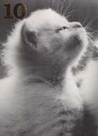 CHAT CHAT Animaux Vintage Carte Postale CPSM #PBQ874.FR - Chats