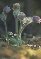 FLEURS Vintage Carte Postale CPSM #PAS490.FR - Flowers