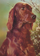 CHIEN Animaux Vintage Carte Postale CPSM #PAN923.FR - Chiens