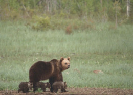 BEAR Animals Vintage Postcard CPSM #PBS381.GB - Ours