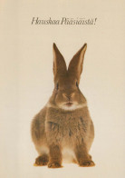 EASTER RABBIT Vintage Postcard CPSM #PBO389.GB - Pasqua