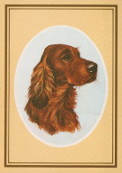 DOG Animals Vintage Postcard CPSM #PAN851.GB - Perros