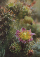 FLOWERS Vintage Postcard CPSM #PAR166.GB - Flores