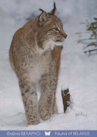 LYNX Animale Vintage Cartolina CPSM #PBS070.IT - Altri & Non Classificati