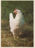 UCCELLO Animale Vintage Cartolina CPSM #PBR591.IT - Vogels