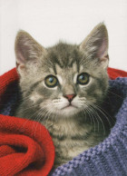 GATTO KITTY Animale Vintage Cartolina CPSM #PBQ753.IT - Cats