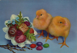 PASQUA POLLO UOVO Vintage Cartolina CPSM #PBO895.IT - Easter