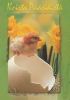 PASQUA POLLO UOVO Vintage Cartolina CPSM #PBP023.IT - Easter