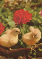 PASQUA POLLO UOVO Vintage Cartolina CPSM #PBO706.IT - Easter