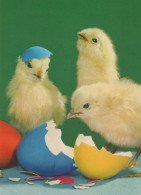 PASQUA POLLO UOVO Vintage Cartolina CPSM #PBO583.IT - Easter