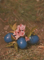 PASQUA UOVO Vintage Cartolina CPSM #PBO141.IT - Easter