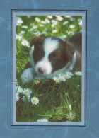 CANE Animale Vintage Cartolina CPSM #PAN464.IT - Hunde
