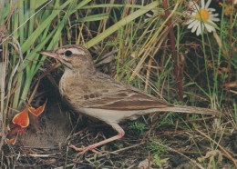 UCCELLO Animale Vintage Cartolina CPSM #PAN274.IT - Oiseaux