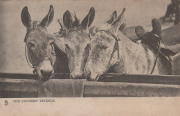 DONKEY Animals Vintage Antique Old CPA Postcard #PAA206.GB - Anes