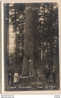 D39   LAJOUX     SAPIN PRÉSIDENT                    Forêt De Lajoux   Carte Photo - Other & Unclassified