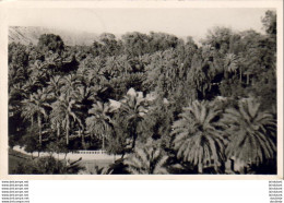 ALGERIE  EL GOLEA  Jardins De L'annexe. Demeure Du Chef D'Annexe  ...... ( Ref FA962 ) - Andere & Zonder Classificatie