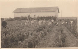 17 SAINT-PALAIS-SUR-MER VENDANGES EN 1944 - Saint-Palais-sur-Mer