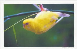 Postal Stationery China 2000 Bird - Parakeet - Other & Unclassified
