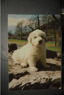 CP,  CHIENS, Chien Jeune Chien Des Pyrenees - Dogs