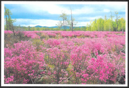 Cina/China/Chine: Intero, Stationery, Entier, Fiori Di Campo, Wildflowers, Fleurs Sauvages - Autres & Non Classés